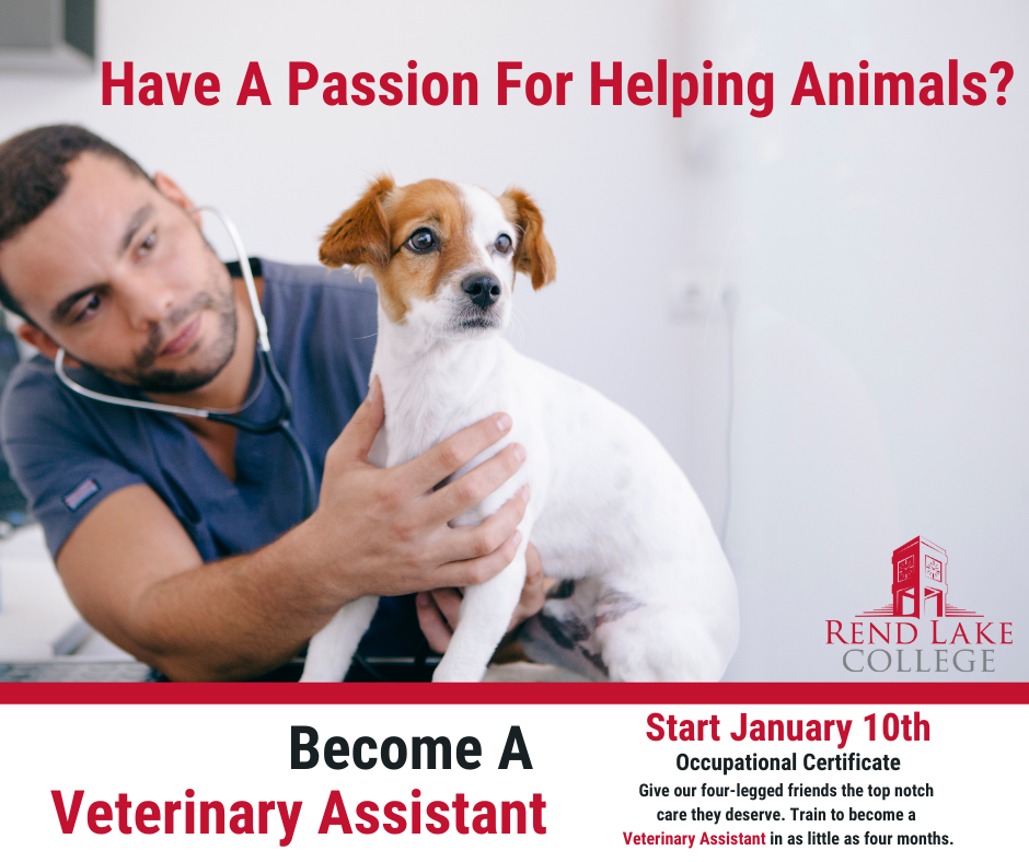 Turn your passion for animals into a career with a RLC veterinary assistant certificate